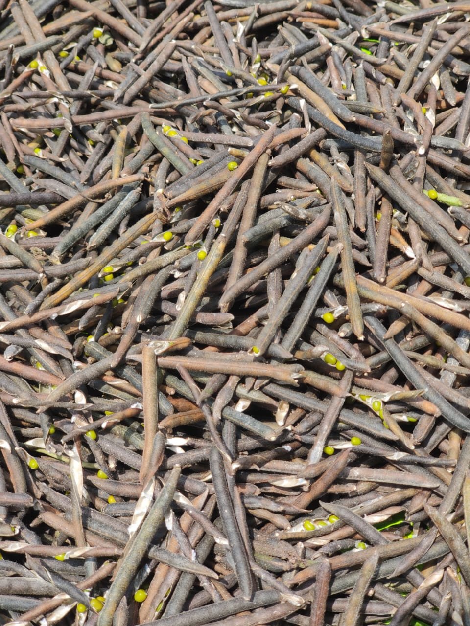 grains