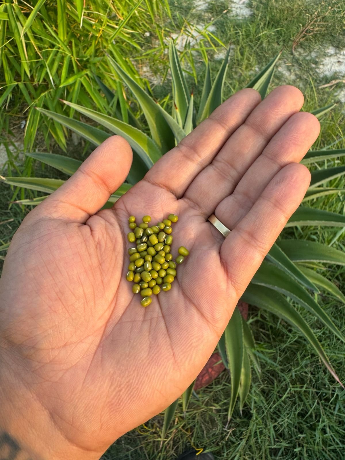 grains