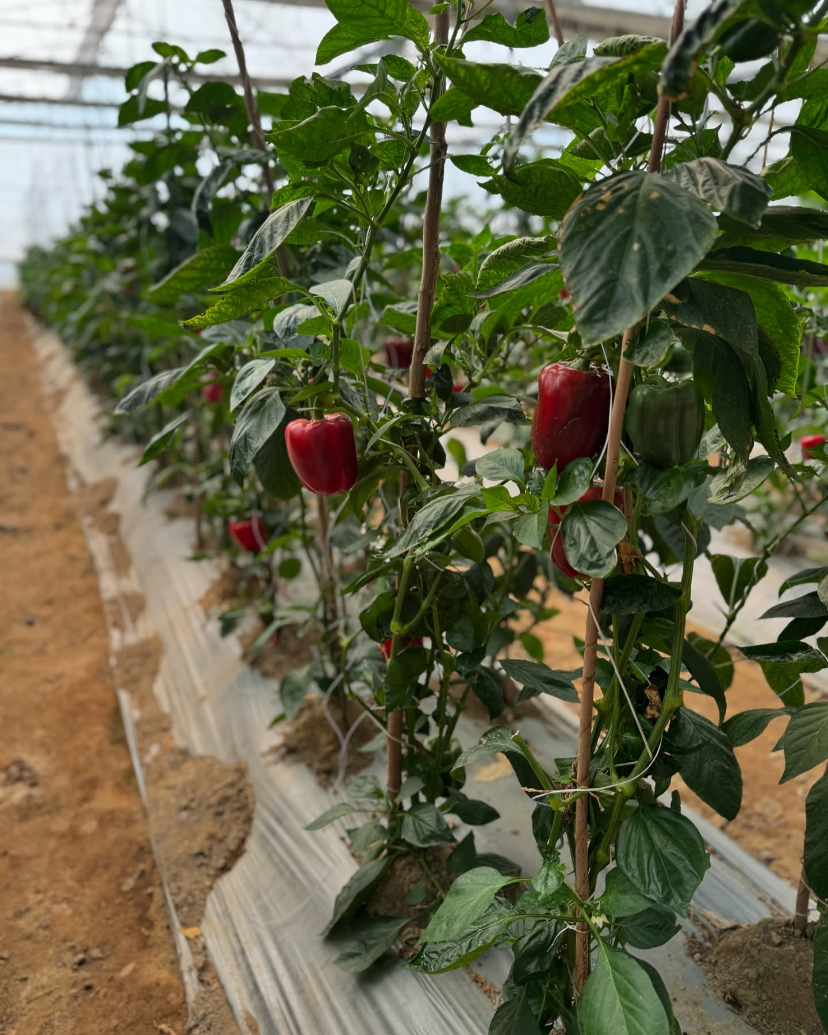 Harvesting