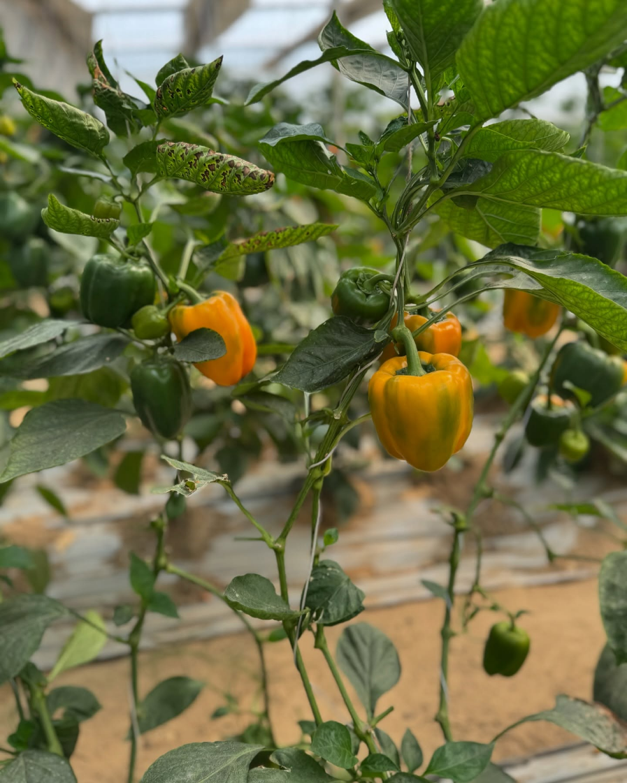 Harvesting