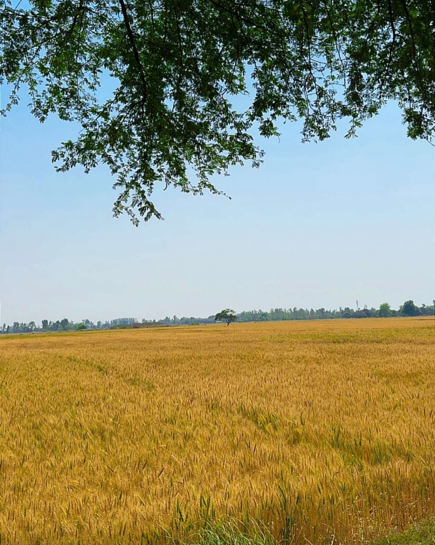 Freshness from Farm to Family